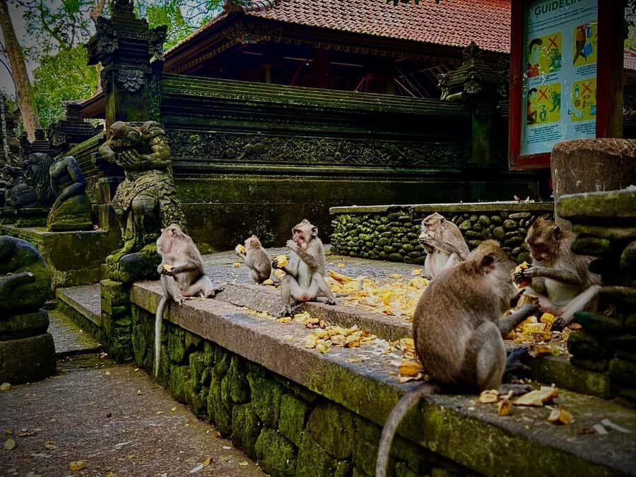 Ubud: Monkey Forest, Cretya Pool & Zipline Shared Tour - Detailed Breakdown of the Itinerary