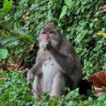 Ubud Monkey Forest - Rice Terrace - Jungle Swing - Water Temple - What Makes This Tour Truly Stand Out?