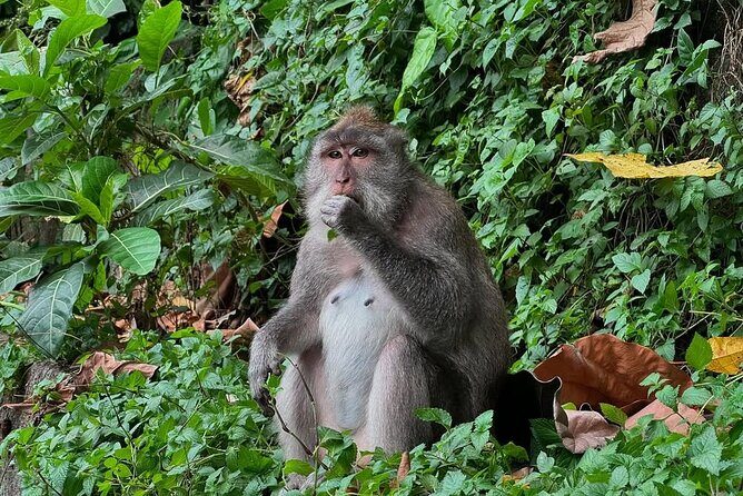 Ubud Monkey Forest - Rice Terrace - Jungle Swing - Water Temple - What Makes This Tour Truly Stand Out?