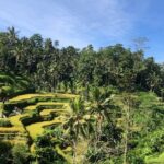 Ubud : Monkey Forest, Rice Terrace, Waterfall, Swing - What Sets This Tour Apart?