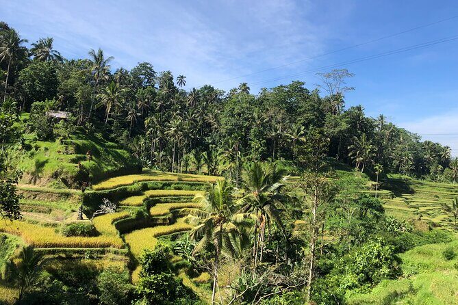 Ubud : Monkey Forest, Rice Terrace, Waterfall, Swing - What Sets This Tour Apart?