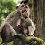 Ubud: Monkey Forest, Rice Terraces, Temple&Petanu Waterfall - What You Can Expect During the Day