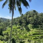 Ubud :Monkey forest, Water Temple and waterfall Private Tour - An In-Depth Look at the Ubud Private Tour