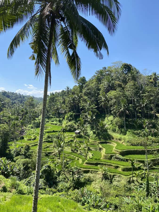 Ubud :Monkey forest, Water Temple and waterfall Private Tour - An In-Depth Look at the Ubud Private Tour