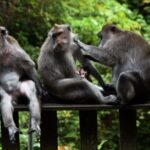 Ubud Premium Escape  Discover Bali's Hidden Paradise - The Beauty of Tegallalang Rice Terraces