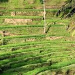 Ubud Shared Tour: Ubud Waterfalls, Tegalalang & Holy Water Temple - Why This Tour Offers Good Value