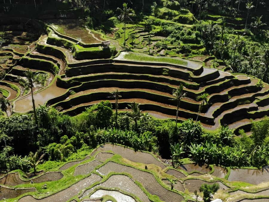Ubud: Tirta Empul Temple, Rice Terraces, and Waterfall Tour - Practical Details & Value Analysis