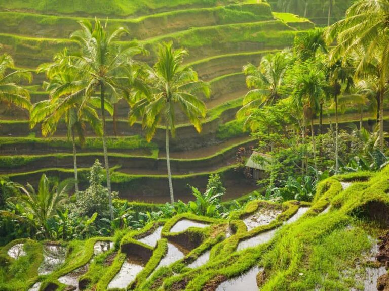 Ubud: Tirta Empul Temple, Rice Terraces, and Waterfall Tour - Exploring the Details of the Ubud Tour