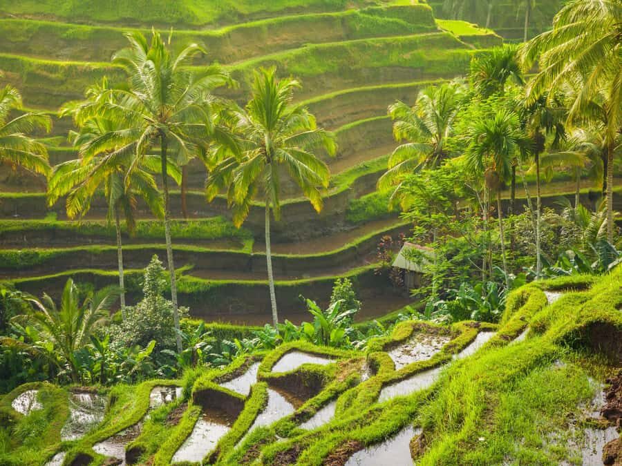 Ubud: Tirta Empul Temple, Rice Terraces, and Waterfall Tour - Exploring the Details of the Ubud Tour