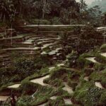 Ubud Top Tours to Discover Balis Cultural and Natural Wonders - The Real Value of This Tour