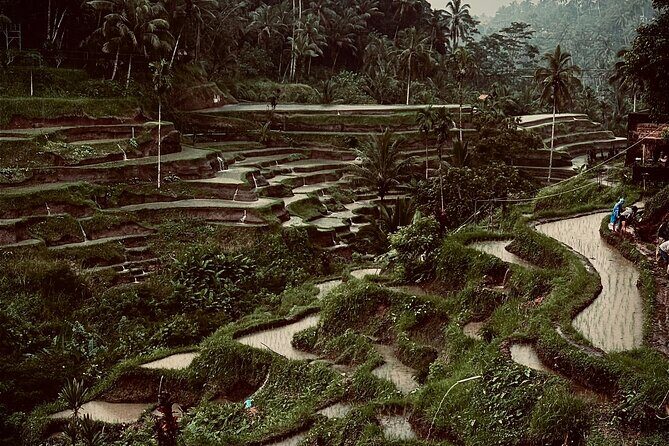 Ubud Top Tours to Discover Balis Cultural and Natural Wonders - The Real Value of This Tour