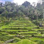 Ubud Tour Include Ticket Monkey Forest Rice Terrace and more - Why This Tour Offers Good Value