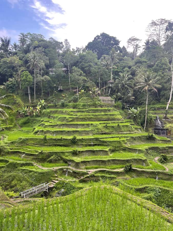 Ubud Tour Include Ticket Monkey Forest Rice Terrace and more - Why This Tour Offers Good Value