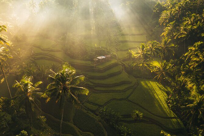 Ubud Tour with Swing, Waterfalls, Rice Terraces & Monkey Forest - Who Is This Tour Best For?