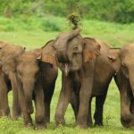 Udawalawa National Park All Inclusive Safari Tour from Hambantota - The Itinerary: What to Expect