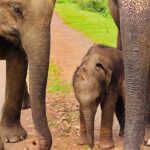 Udawalawa Wild Life Safari - Transportation and Group Size