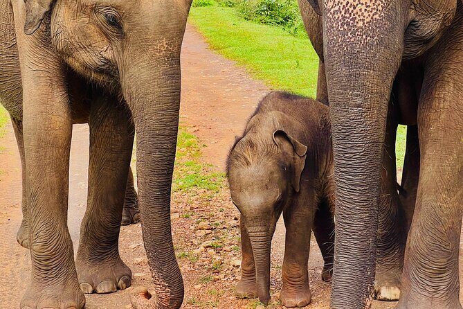 Udawalawa Wild Life Safari - Transportation and Group Size