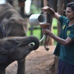Udawalawe Jeep Safari from Bentota Aluthgama Berawula Area - Authentic Experiences and Hidden Gems