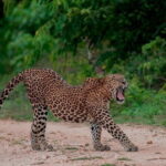 Udawalawe National Park Adventure - Authentic Experiences and Insider Tips