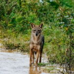 Udawalawe National Park: Half-Day Safari Tour - How the Tour Is Structured