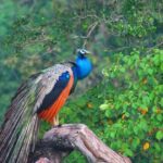 Udawalawe National Park: Private Safari From Colombo - Detailed Breakdown of the Tour Itinerary