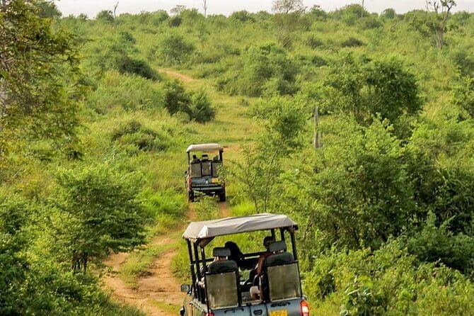 Udawalawe National Park Safari from Hambantota Seaport - What to Expect from the Udawalawe Safari Experience