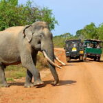 Udawalawe National Park Safari Trip from Ella - The Value of the Tour: Is It Worth It?