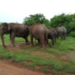 Udawalawe: National Park Safari with Elephant Transit Home - Final Thoughts