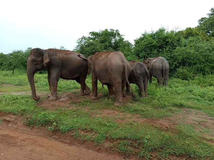 Udawalawe: National Park Safari with Elephant Transit Home - Final Thoughts