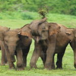 "Udawalawe National Park Safari with Pickup & Drop-off" - The Practical Details