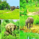 "Udawalawe National Park Safari with Pickup & Drop-off" - What to Expect During Your Day in Udawalawe