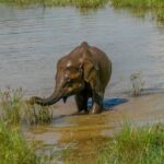 Udawalawe National Park Wildlife Safari Tours - Final Thoughts: Why This Tour Stands Out