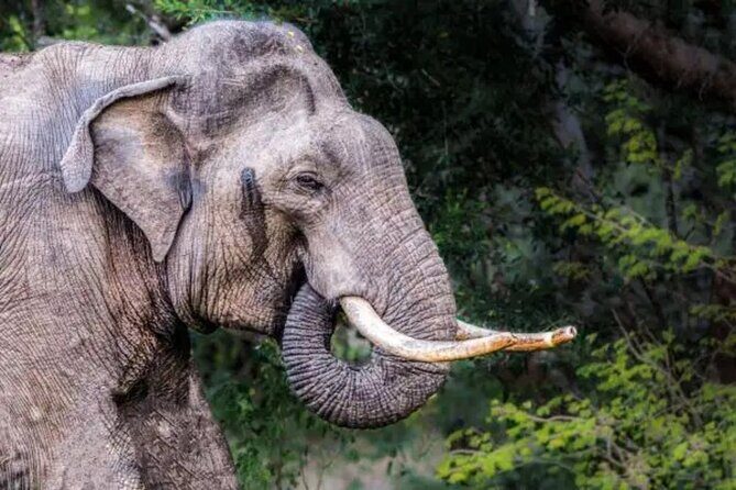 Udawalawe Safari - Final Thoughts