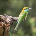 Udawalawe Safari Adventure - FAQ