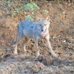 Udawalawe Safari & Baby Elephants Visit from Hambantota Port - The Sum Up
