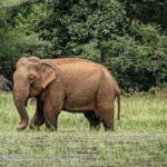 Udawalawe Safari Day Trip Elephants and Wildlife from Galle - Elephant Transit Home: A Conservation Experience