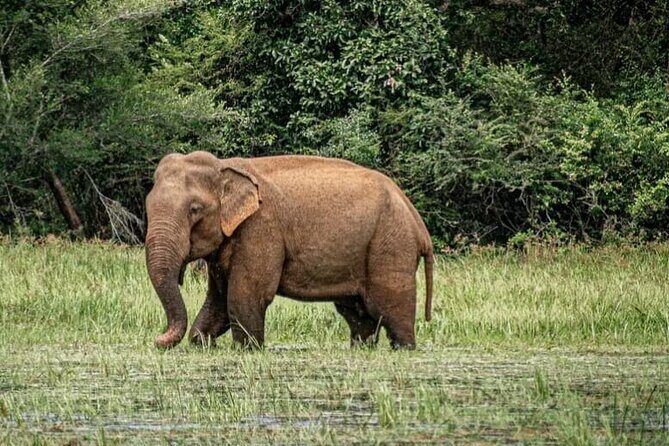 Udawalawe Safari Day Trip Elephants and Wildlife from Galle - Elephant Transit Home: A Conservation Experience