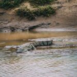 Udawalawe Safari Day Trip from South Region & Transfer to Ella - Why This Tour Is Worth Considering