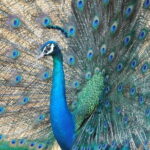 Udawalawe Safari & Elephant Orphanage visit from Hambantota port - Final Thoughts