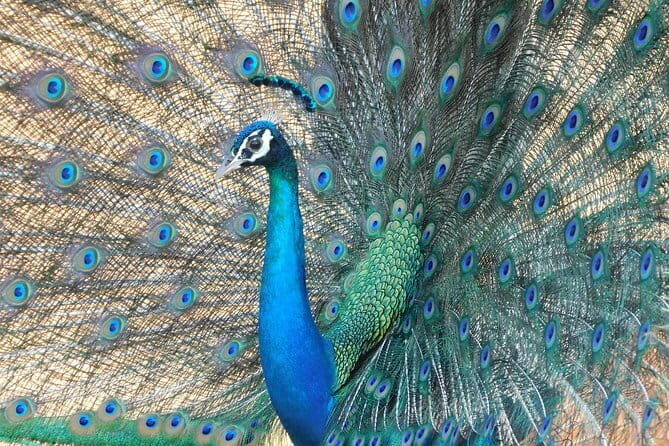 Udawalawe Safari & Elephant Orphanage visit from Hambantota port - Final Thoughts