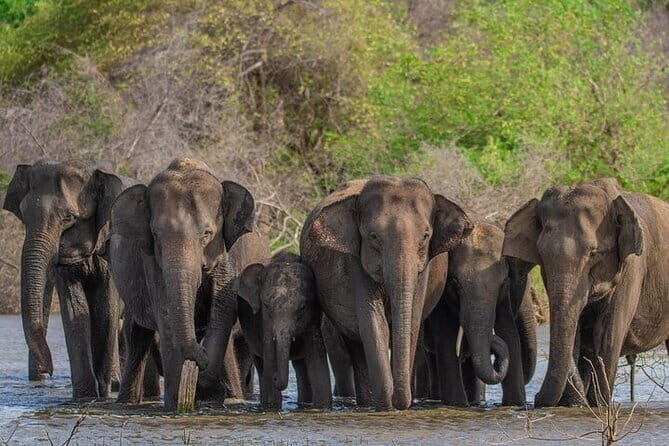 Udawalawe Safari & Elephants Orphanage tour from Hambantota port - What’s it like on the ground? The reality of the safari