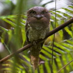 Udawalawe:Sinharaja Day Tour Drop Off Mirissa/Galle/Tangalle - In-Depth Itinerary Breakdown