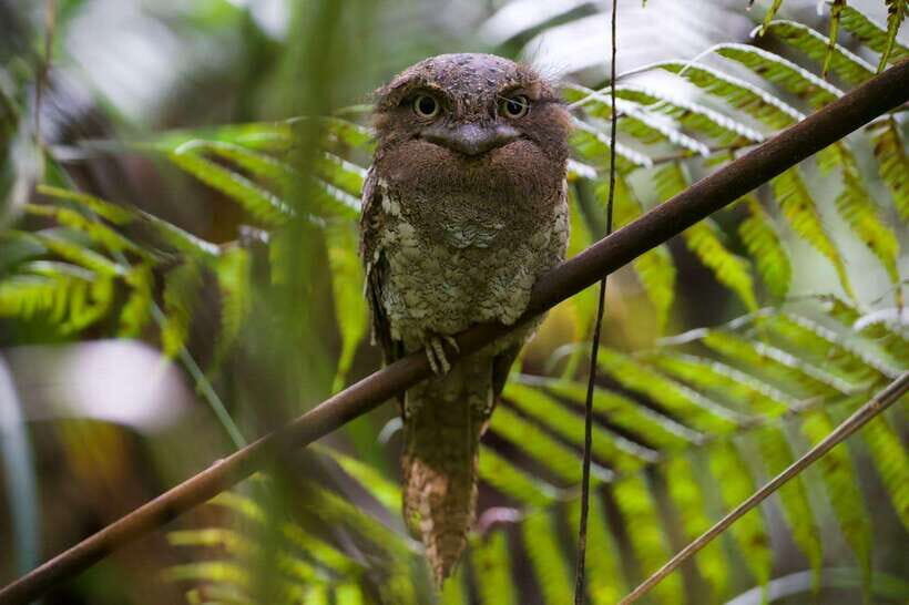 Udawalawe:Sinharaja Day Tour Drop Off Mirissa/Galle/Tangalle - In-Depth Itinerary Breakdown