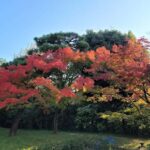 Uji Eternal: Temples, Tea, & the Flow of Japanese Tradition - Exploring Uji: Temples and Cultural Treasures