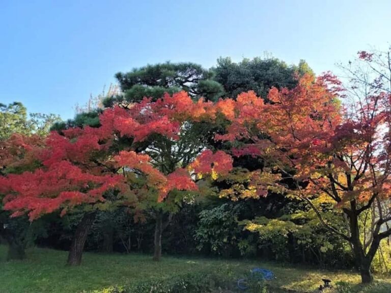 Uji Eternal: Temples, Tea, & the Flow of Japanese Tradition - Exploring Uji: Temples and Cultural Treasures