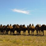 Ulaanbaatar: Semi-Gobi Desert Day Trip & Camel Ride - What’s Included and What to Keep in Mind