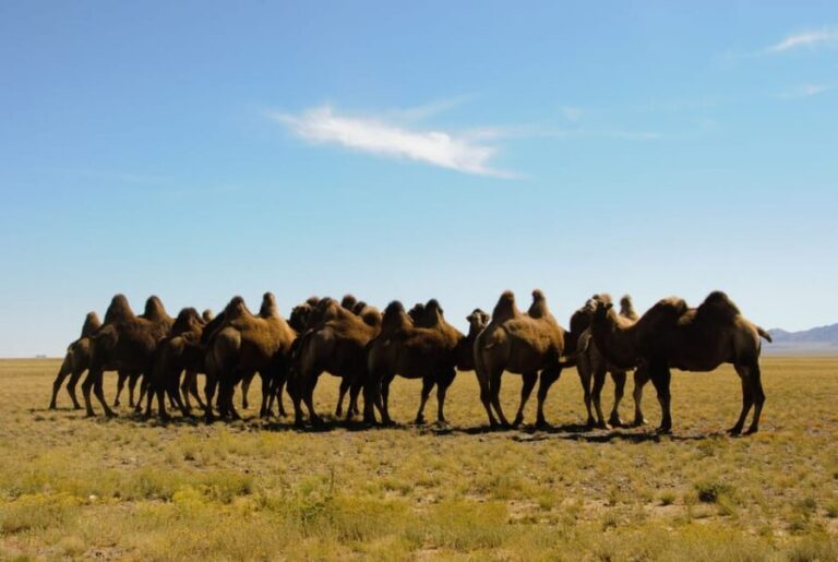 Ulaanbaatar: Semi-Gobi Desert Day Trip & Camel Ride - What’s Included and What to Keep in Mind