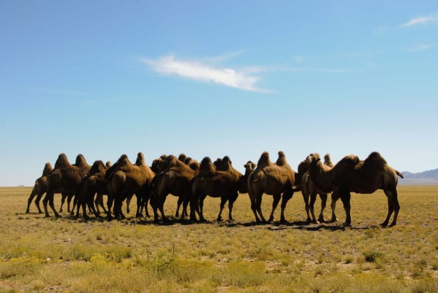 Ulaanbaatar: Semi-Gobi Desert Day Trip & Camel Ride - What’s Included and What to Keep in Mind