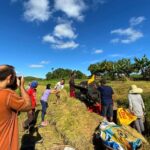 Uncrowded Bohol: Tarsiers, Chocolate Hills & Local Lunch - Why This Tour Works for Travelers