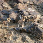 Undiscovered Uzbekistan - Hayat Village Tour from Samarkand - Visiting the Nurata Natural Reserve and Ancient Petroglyphs